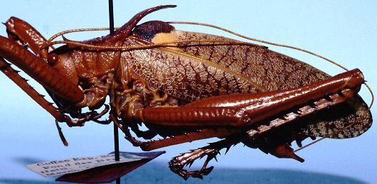 CollectionObject 1522292; 81e0c864-e398-4d91-bf8a-134d8a419ee4: male, lateral view (holotype). (CollectionObject).