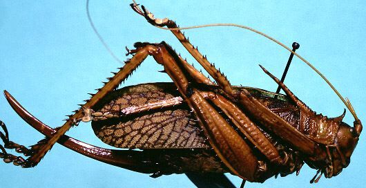 Polyancistrus atlas pilanus Rehn, 1936: female, lateral view (allotype). (Otu).