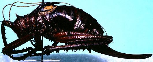 Polyancistrus loripes Rehn, 1936: female, lateral view (not a type). (Otu).