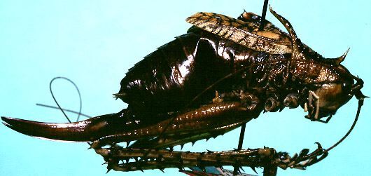 Polyancistrus darlingtoni Rehn, 1936: female, lateral view (allotype). (Otu).