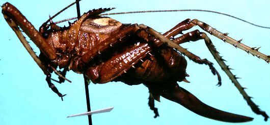 Polyancistrus abbotti Rehn, 1936: female, lateral view (allotype). (Otu).