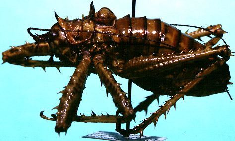 Spelaeala bondi Rehn, 1943: male, lateral view (paratype). (Otu).