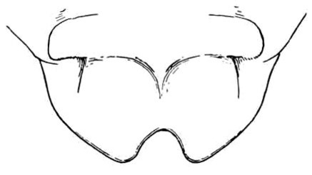 Spelaeala scobina Rehn, 1943: Fig. 10 (after type). female subgenital plate. (Otu).