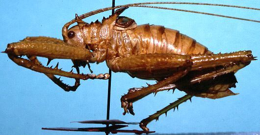 CollectionObject 1507300; 8eaa05bb-16ee-4997-ab53-9899202b2b67: male, lateral view (holotype). (CollectionObject).