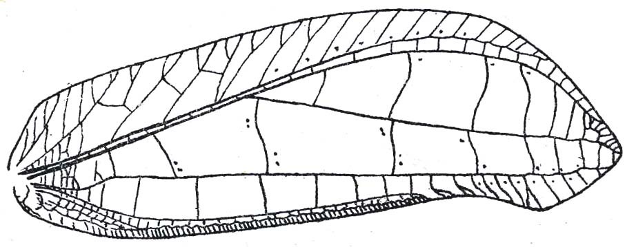 Chloracris borneensis de Jong, 1939: Fig. 35. female right tegmen (75.5 mm). (Otu).