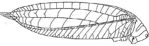 Chloracris brullei Pictet & Saussure, 1892: female. (Otu).
