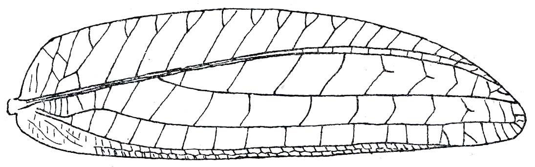 Chloracris prasina (Pictet & Saussure, 1892): Fig. 32. female right tegmen (85-88 mm). (Otu).