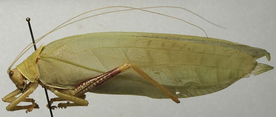 CollectionObject 1535080; 54cea738-b1ba-4078-a2d3-0918f7bda15a: female, lateral view (lectotype). (CollectionObject).