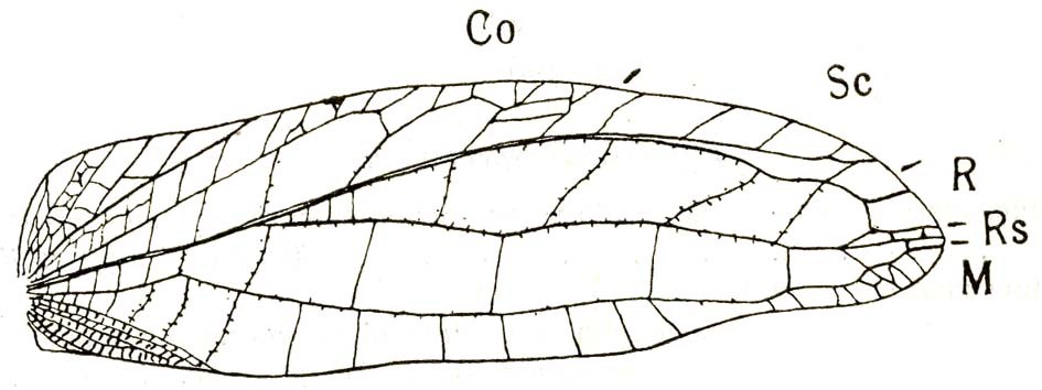 Onomarchus cretaceus (Serville, 1838): Fig. 76. female right tegmen (61 mm) (Brunnea transversalis). (Otu).