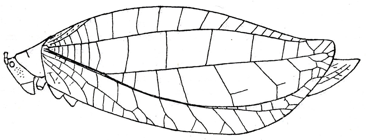 Onomarchus leuconotus (Serville, 1838): Fig. 28. female (tegmina length 75-90 mm). (Otu).