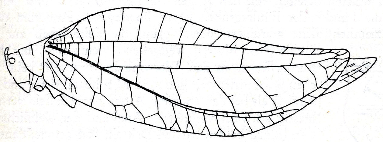Onomarchus uninotatus (Serville, 1838): Fig. 29. female (tegmen length 70-97 mm). (Otu).