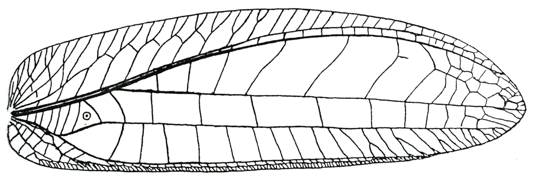 Pseudophyllus hercules (Karny, 1923): Fig. 3 b (after holotype). female right tegmen. (Otu).