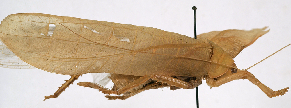 CollectionObject 1534609; bcb1ff0f-c236-4e6c-bdf6-09f06bc1862f: male, lateral view (holotype). (CollectionObject).