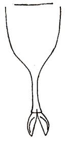 Pseudophyllus simplex Beier, 1954: Fig. 21. male subgenital plate. (Otu).