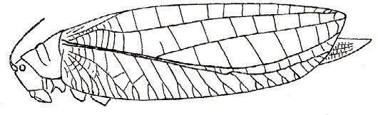 Pseudophyllus teter Walker, 1869: Fig. 22. female. (Otu).
