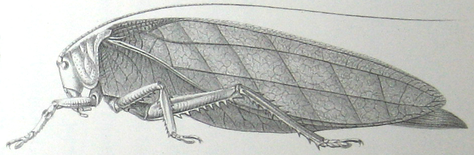 Rhomboptera honorabilis Brunner von Wattenwyl, 1895: Pl. !, Fig. 8. female habitus. (Otu).