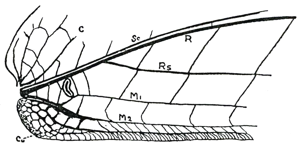 Rhomboptera semilunata de Jong, 1939: Fig. 3 c. base of right tegmen of female. (Otu).