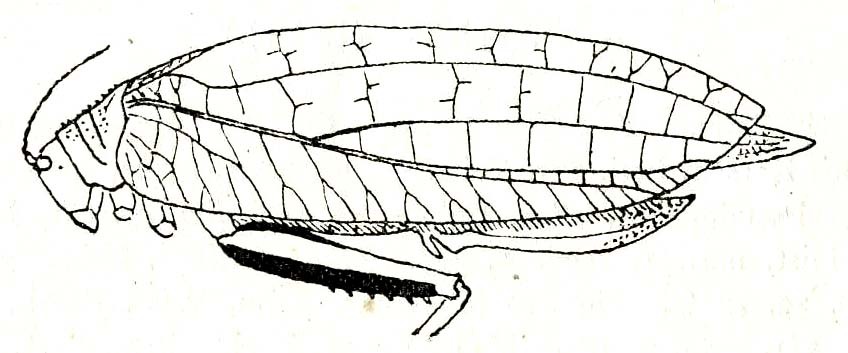 Zabalius congicus Beier, 1954: Fig. 7. female (tegmina length 54 mm). (Otu).