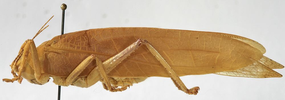 CollectionObject 1539752; e07ce68e-0f42-484b-9024-ac61281af520: male habitus, lateral view (holotype). (CollectionObject).