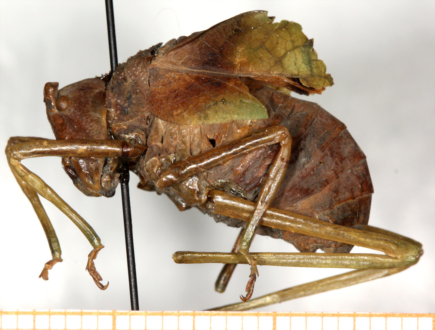 CollectionObject 1499711; 947fcab0-a828-45e2-8d2c-29d704e3528a: male, lateral view. (CollectionObject).