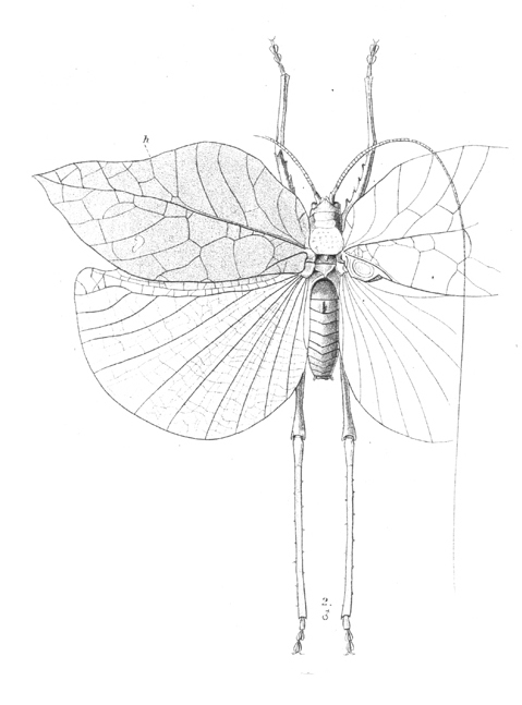 Anommatoptera ochracea (Saussure & Pictet, 1898): Pl. 22, Fig. 2. male, dorsal view (tegmina length 54 mm). (Otu).