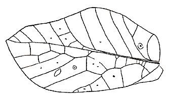 Anommatoptera ingens Vignon, 1923: Fig. 207 (after Vignon). male left tegmen (length 58 mm). (Otu).