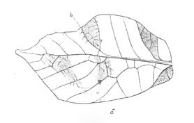 Anommatoptera hoegei (Saussure & Pictet, 1898): Pl. 22, Fig. 1. male left tegmen (length 44 mm). (Otu).