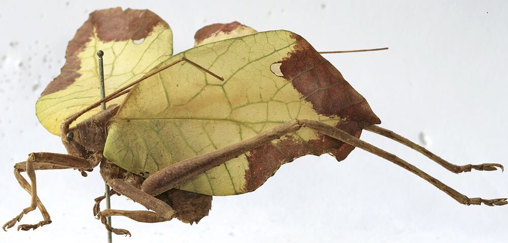 CollectionObject 1539700; 645b0e24-afd3-4716-8470-2afe95aa6c0d, MNHN-EO-ENSIF729: male habitus, lateral view (holotype of Anommatoptera manifesta). (CollectionObject).