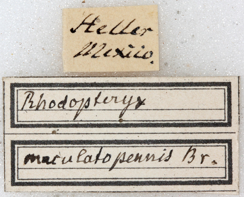 CollectionObject 1531779; b0329166-8344-426a-8e83-940c696595f5: labels (holotype). (CollectionObject).