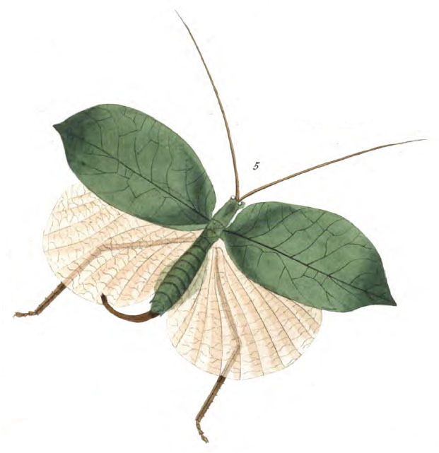 Cycloptera aurantifolia (Stoll, 1813): Pl. IIIa Fig. 5. female. (Otu).