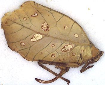 CollectionObject 1516985; 3fbfb74c-0d18-4bd2-bf9a-cf4b6f27b334: female, lateral view (holotype). (CollectionObject).