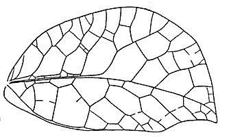 Cycloptera speculata (Burmeister, 1838): Fig. 200. female right tegmen (length 50-64 mm). (Otu).
