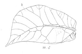 Cycloptera arcuata (Saussure & Pictet, 1898): Pl. 22, Fig. 19 [reproduced with permission]. male left tegmen (length 49 mm). (Otu).