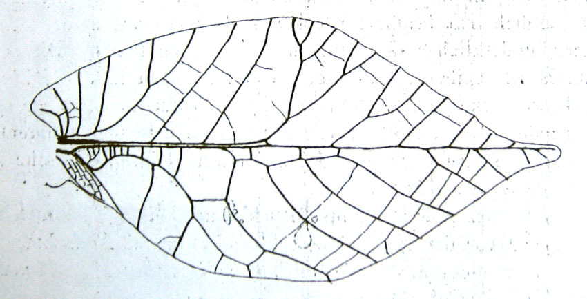 Mimetica pehlkei Enderlein, 1917: female right tegmen (length 70-78 mm). (Otu).