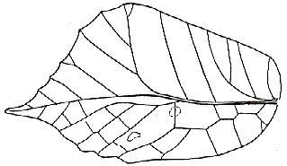Mimetica stigmatica Karny, 1914: Fig. 224. female left tegmen (54 mm). (Otu).