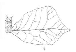Mimetica subintegra Saussure & Pictet, 1898: Pl. 22, Fig 9. female right tegmen (length 40 mm). (Otu).
