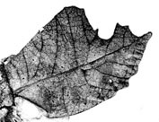 Mimetica mortuifolia Pictet, 1888: Pl. V, Fig. 42. male right tegmen (brown, specimen in Madrid). (Otu).