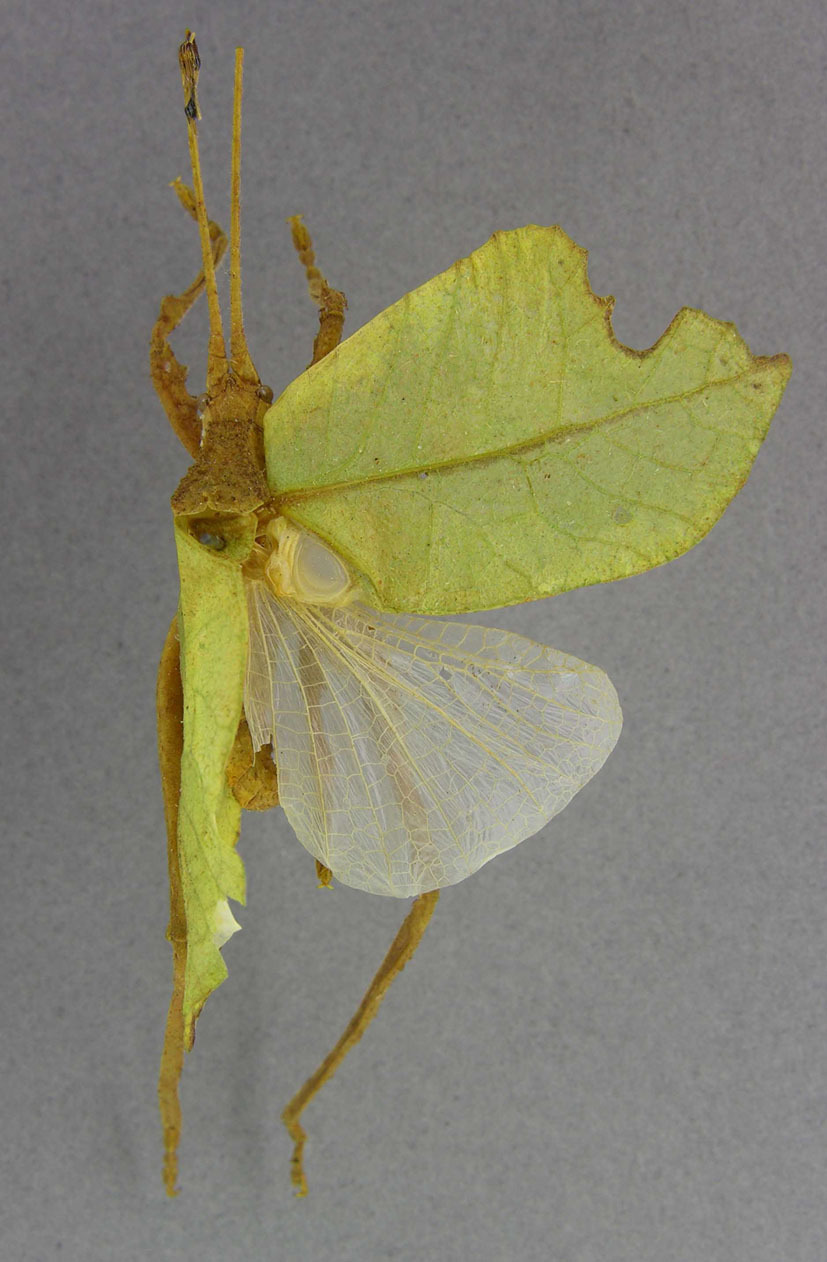 CollectionObject 1521788; 0f7dfe52-f4ae-4702-973d-31beffa7a0db: male, dorsal view (holotype). (CollectionObject).