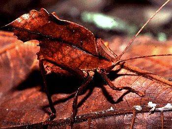 Mimetica crenulata Rehn, 1906: male (Las Cruces, Costa Rica). (Otu).