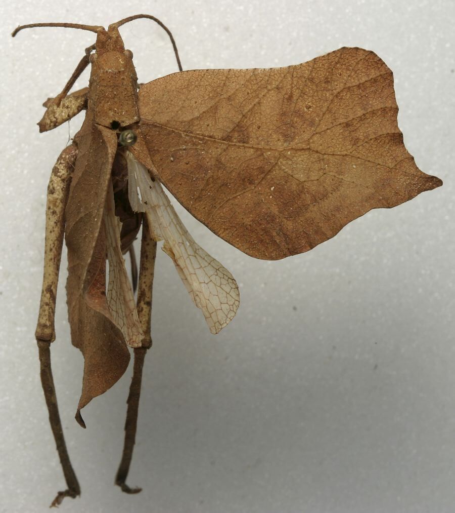 CollectionObject 1535084; 119bf1e7-140d-418b-a55a-9968125dc0f4: female, dorsal view (syntype). (CollectionObject).