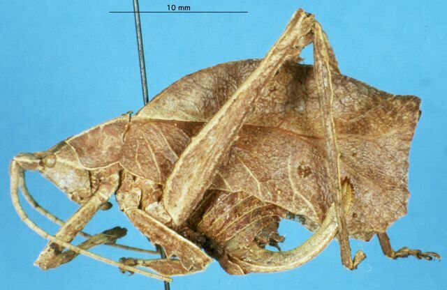 CollectionObject 1506975; e3c3bb9e-031b-4907-b100-e48f4d63faee, DORSA HTmimsemHTF: female, lateral view (holotype). (CollectionObject).