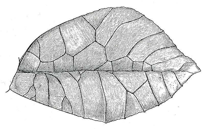 Mimetica imperatrix Hebard, 1924: Pl. X, Fig. 6 (after type). female, left tegmen (60.1 mm). (Otu).