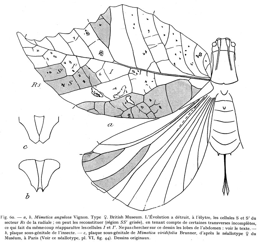 Mimetica angulosa Vignon, 1924: Fig. 60 (after type). female, dorsal view (tegmen length 52 mm). (Otu).