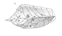 Mimetica aridifolia Saussure & Pictet, 1898: Pl. 22, Fig. 12. female left tegmen (length 35 mm). (Otu).