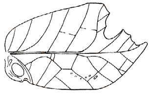Mimetica incisa (Stål, 1875): Fig. 226. male right tegmen (length 27.5-29 mm, width 17-18 mm). (Otu).