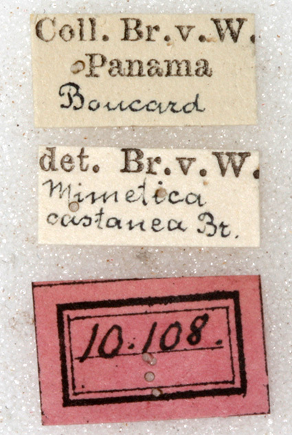 CollectionObject 1531796; 4a78a643-0f75-434d-9f92-f7c94037728f: labels (holotype). (CollectionObject).
