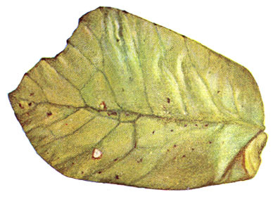 Mimetica viridifolia Brunner von Wattenwyl, 1895: Pl. 1, Fig. 3. male left tegmen. (Otu).