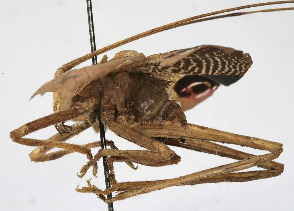 CollectionObject 1539706; 53f8a6b7-43e3-44a9-bc1d-bd6b6f35fc0a, MNHN-EO-ENSIF727: male, lateral view (holotype). (CollectionObject).