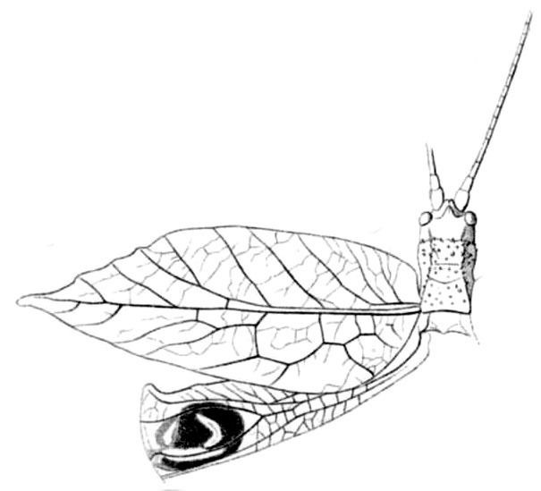 Pseudotanusia laurifolia (Pictet, 1888): Pl. 1, Fig. 15. head, pronotum, left tegmen and part of hind wing (probably female, tegmen length 34 mm). (Otu).
