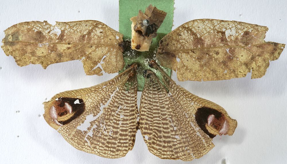 CollectionObject 1539707; d01b6926-0c18-42aa-b0de-b06694fb718e, MNHN-EO-ENSIF726: female, incorrectly reassembled, tegmina confused (holotype). (CollectionObject).